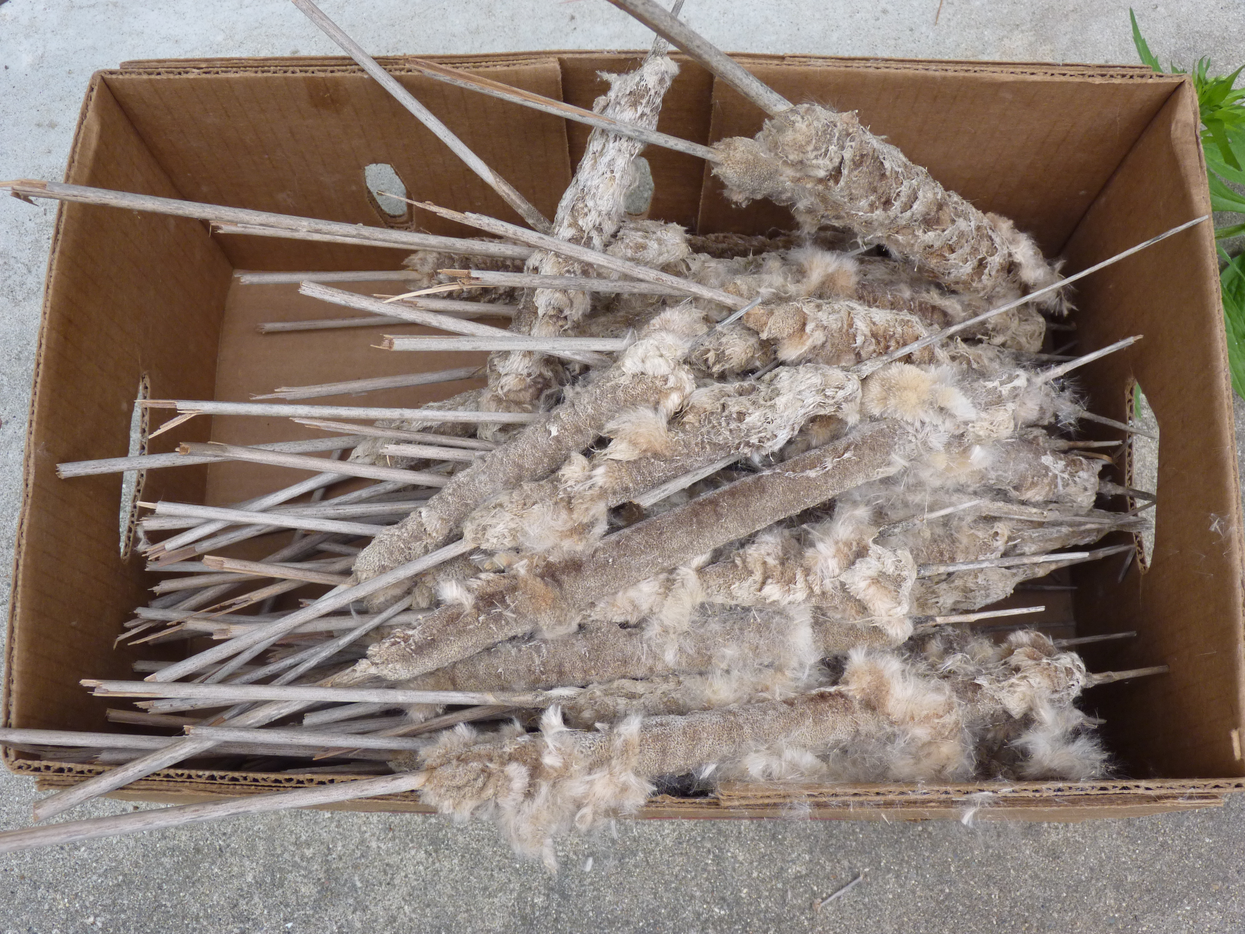 Box of cattail heads, collected in spring along the roadside!