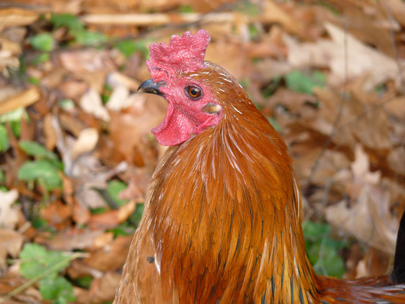 Anasazi, our stray rooster that is now part of the flock