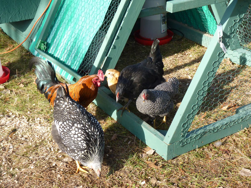 Chickens near their chicken tractor/coop