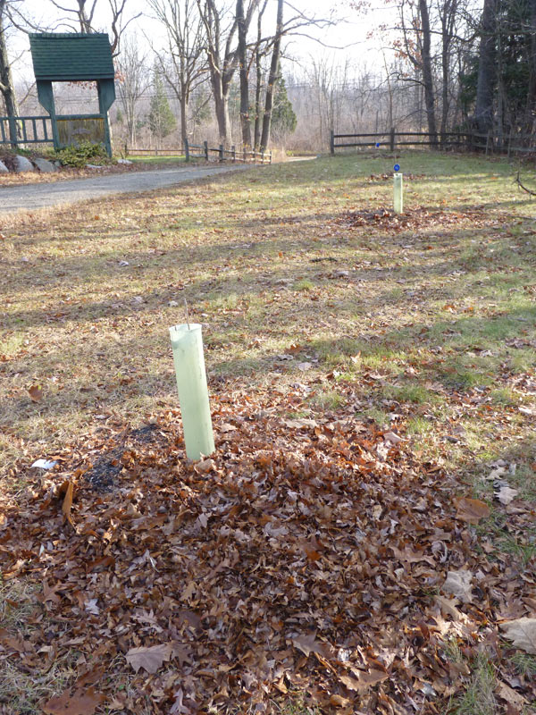 New trees planted, protected, and mulched (mulch will be planted with beneficial plants like comfrey, mints, in the spring)