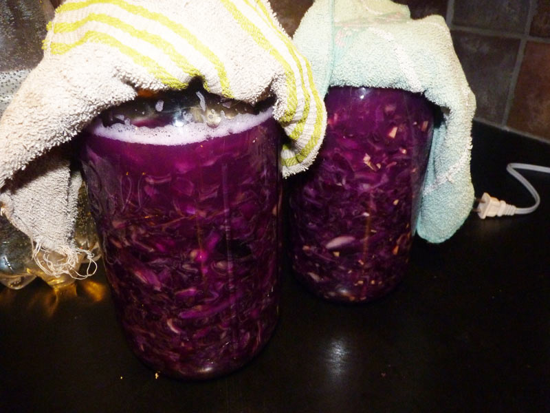 Jars of kraut fermenting