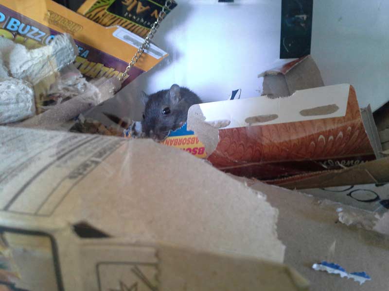 One of the gerbils chewing paper