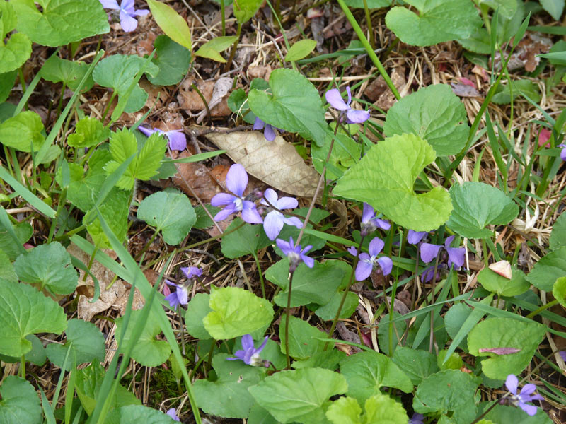 Beautiful spring violets!