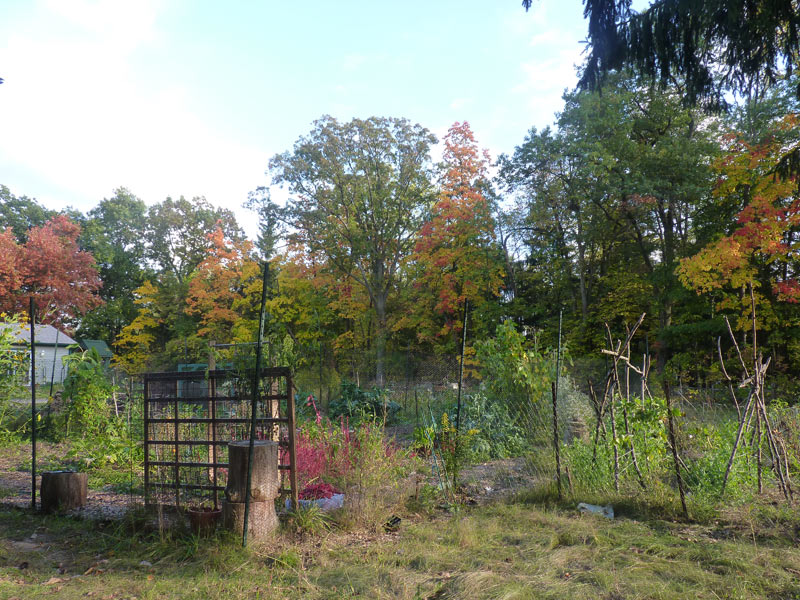 Scene from my garden with fall foilage in bloom!