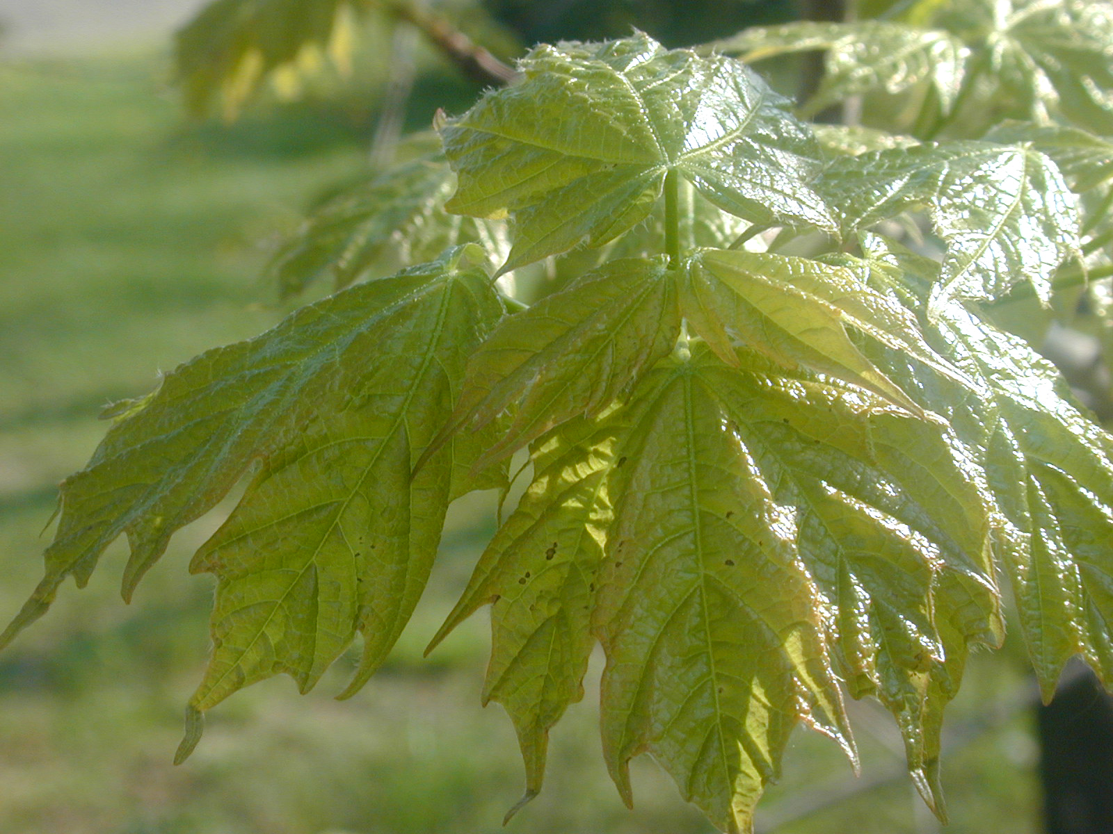 Maple leaves early in the spring