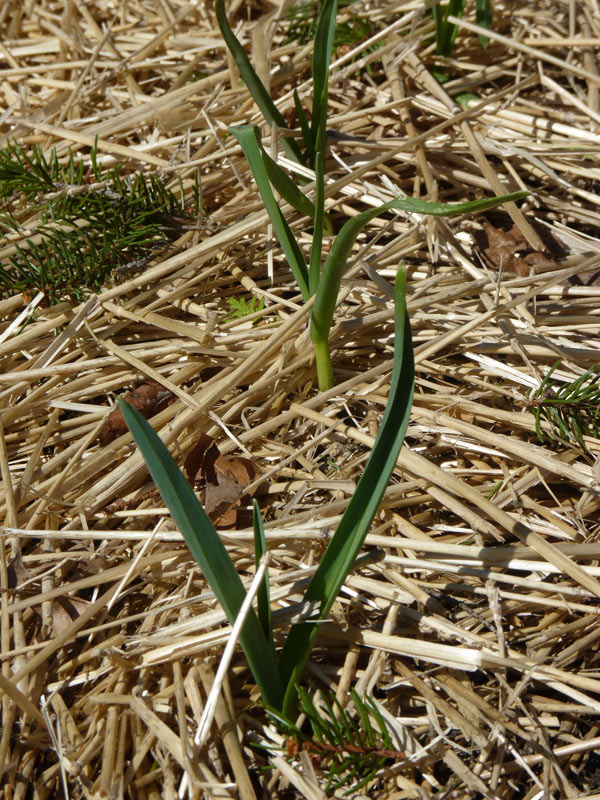 Garlic growth