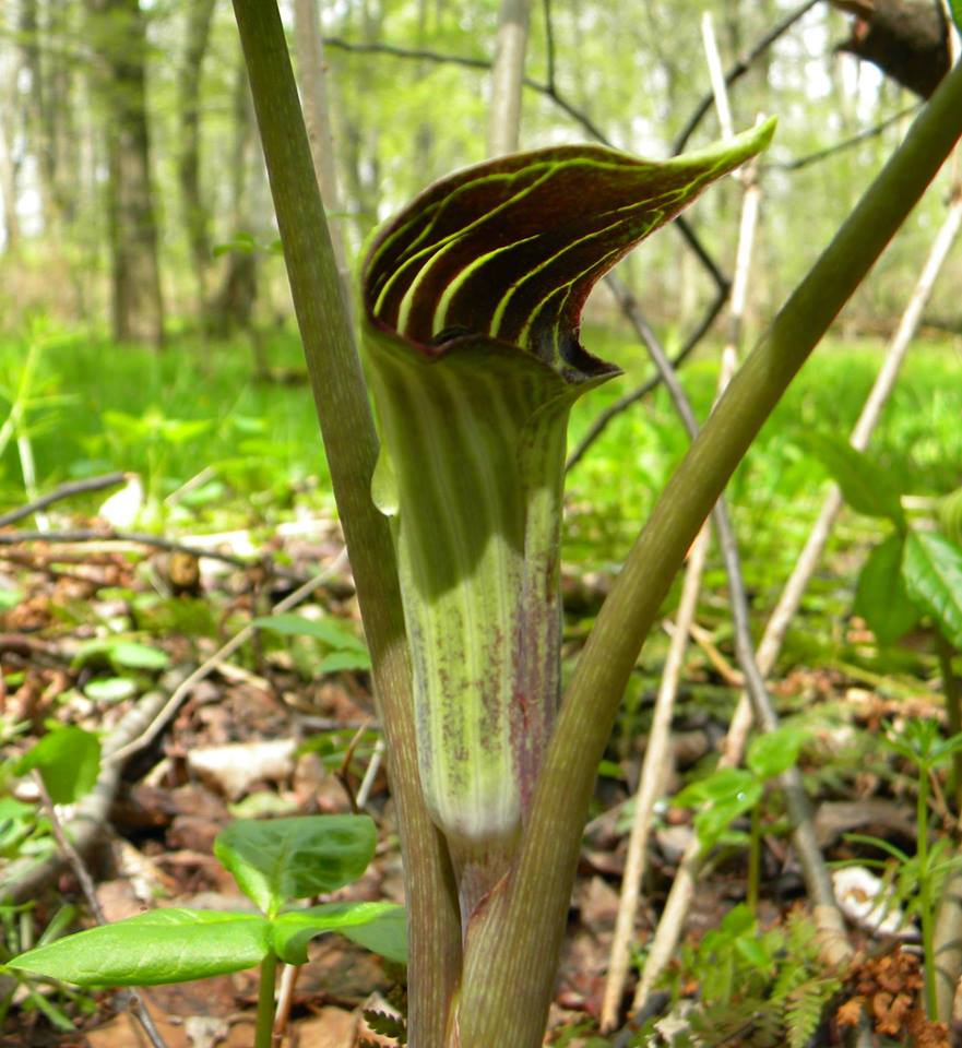 Jack in the Pulpit in early spring