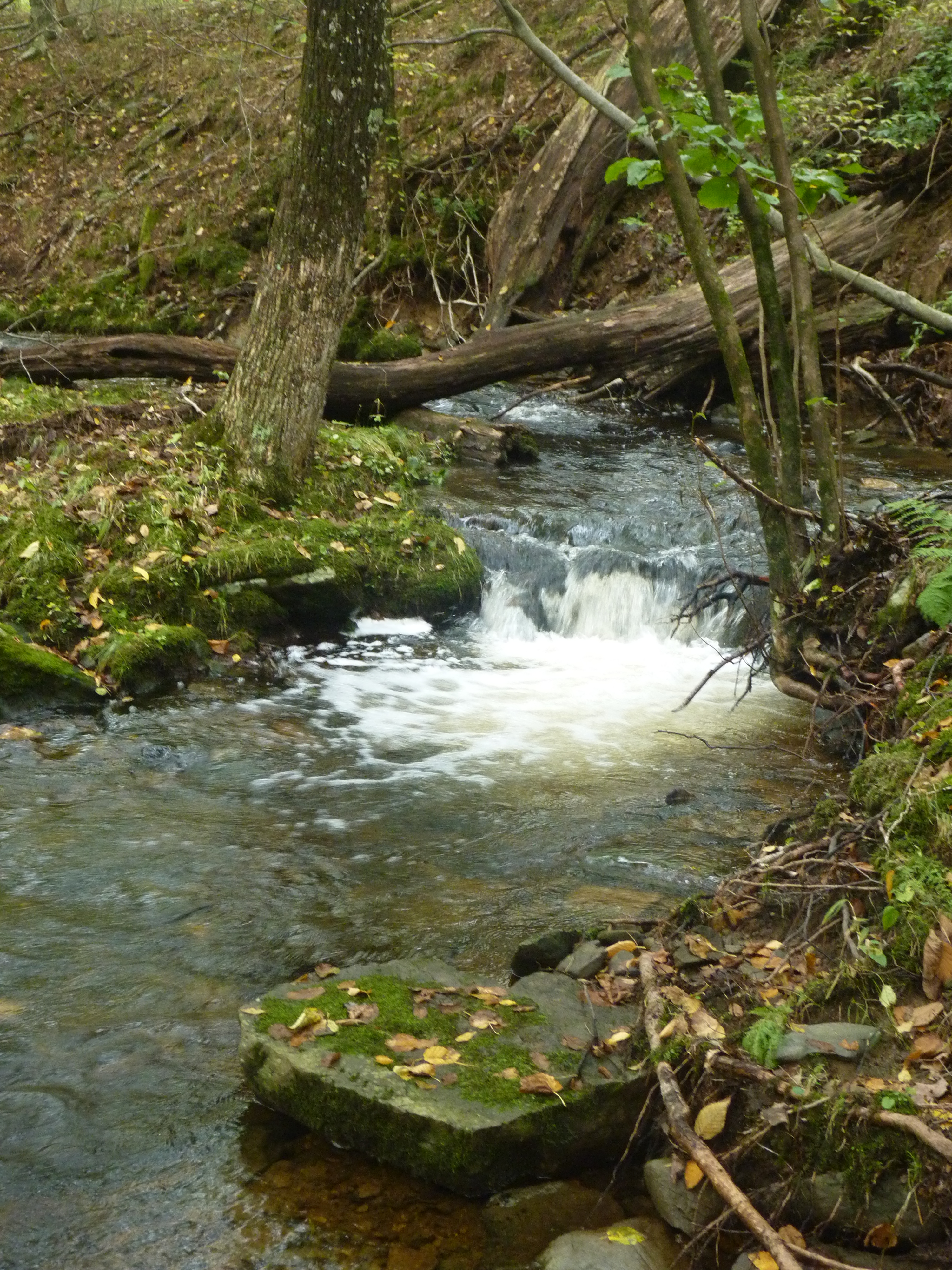 A healthy stream