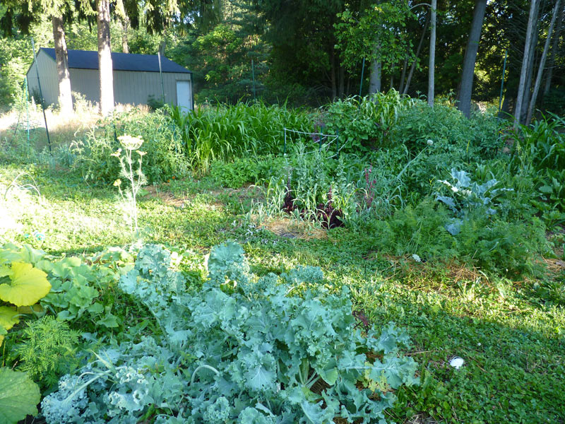 View from the corner of the garden