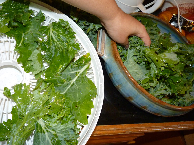 Loading Kale into Dehydrator