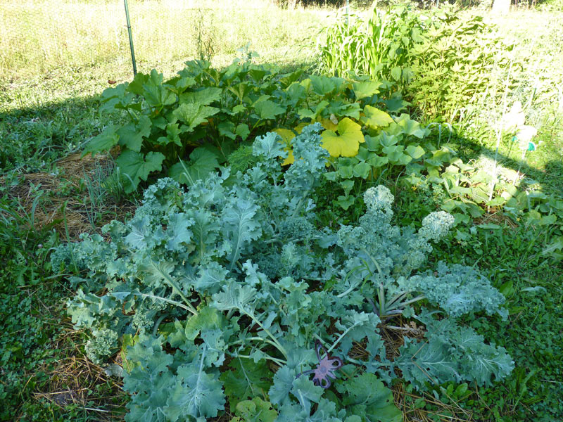 Four Siberian Kale plants in my garden!