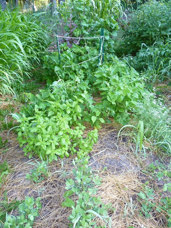 Peanuts, Basil, and Beans, and some Corn