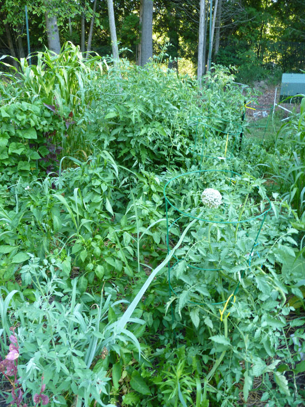 Peppers and tomatoes in my wild garden!