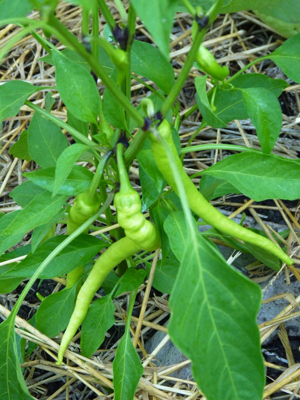 Long Sweet Pepper (not hot!)