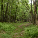 Can a price be put on the life in a forest?