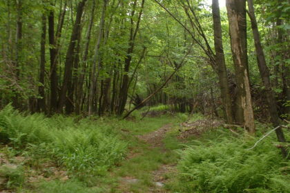 Can a price be put on the life in a forest?