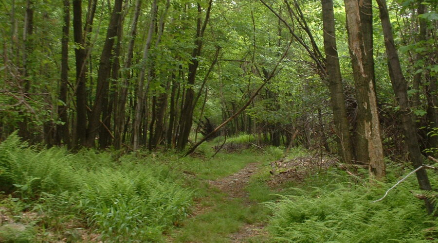 Can a price be put on the life in a forest?