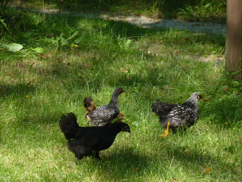 Running flock!