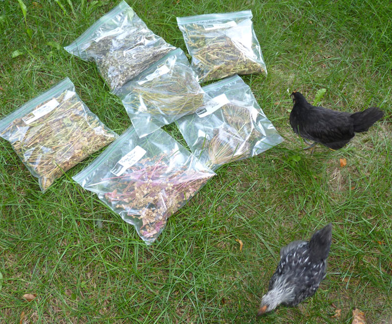 Watch out! Chickens enjoy spinach seeds....