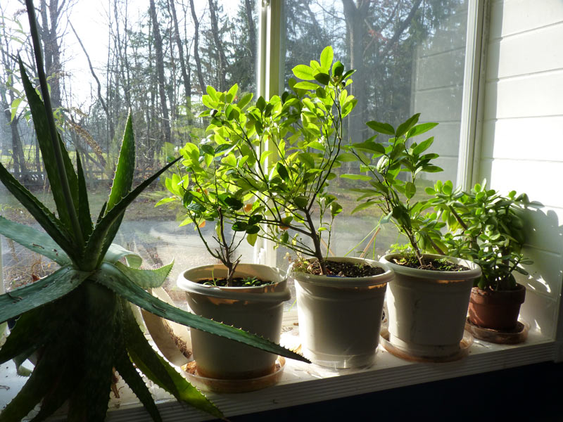 Citrus in south-facing window