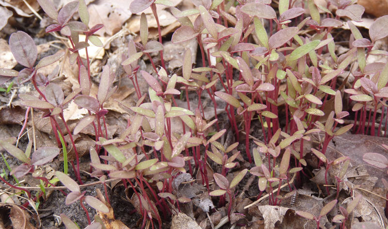 Amaranth sprouts growing on their own time...