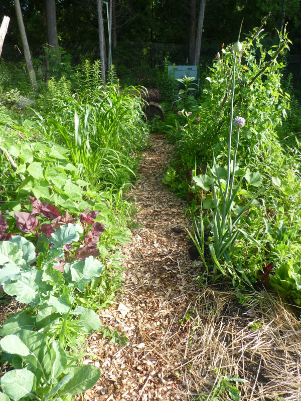 A garden that was once a lawn!