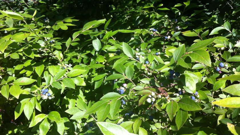 Wild blueberry bushes in a bog!