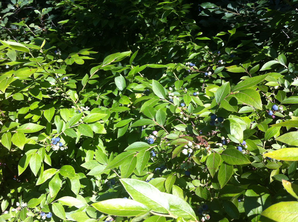 Wild blueberry bushes in a bog!