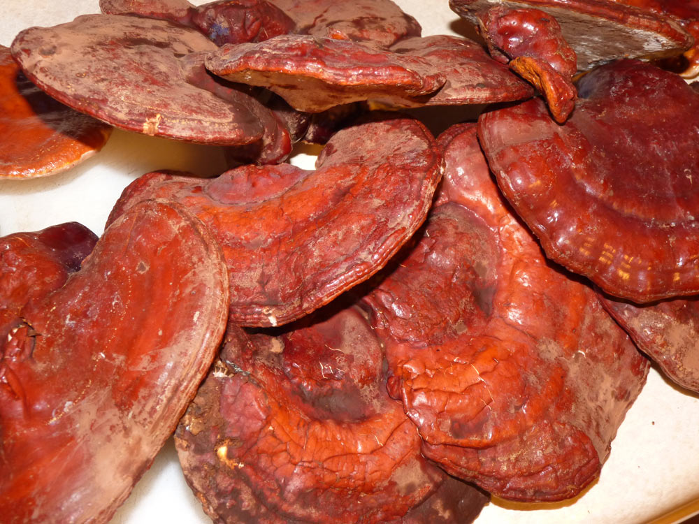 Harvested reishi mushrooms