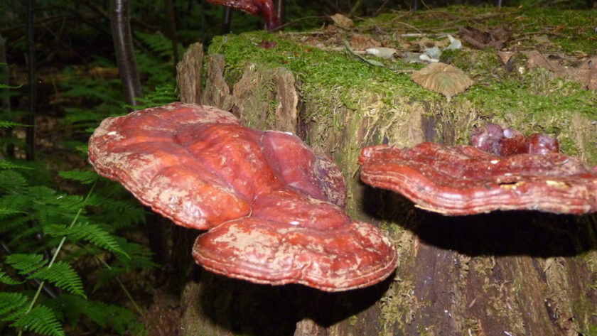 Reishi growing from a stump!