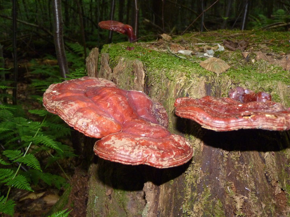 Reishi growing from a stump!