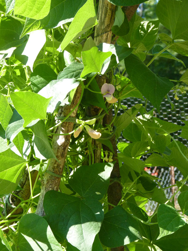 Close-up of beans on trellis