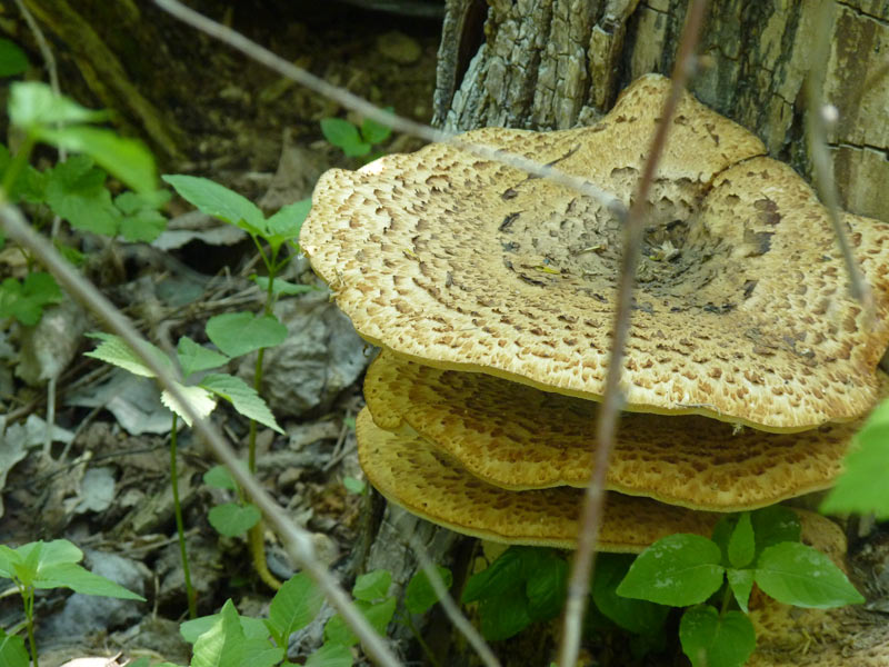 Dryad's saddle growing from a stump