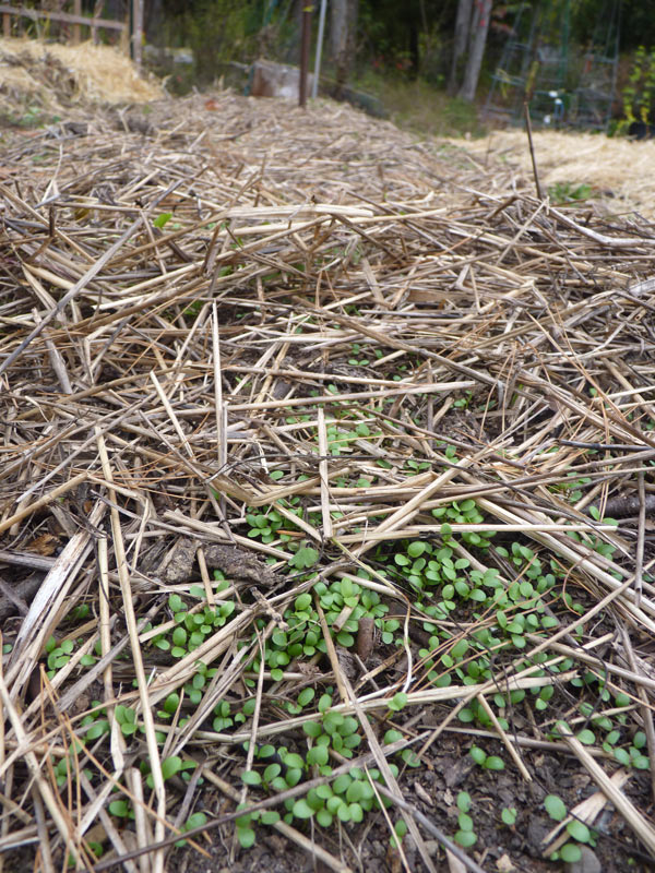 Clover cover crop (seeded 1.5 weeks before)