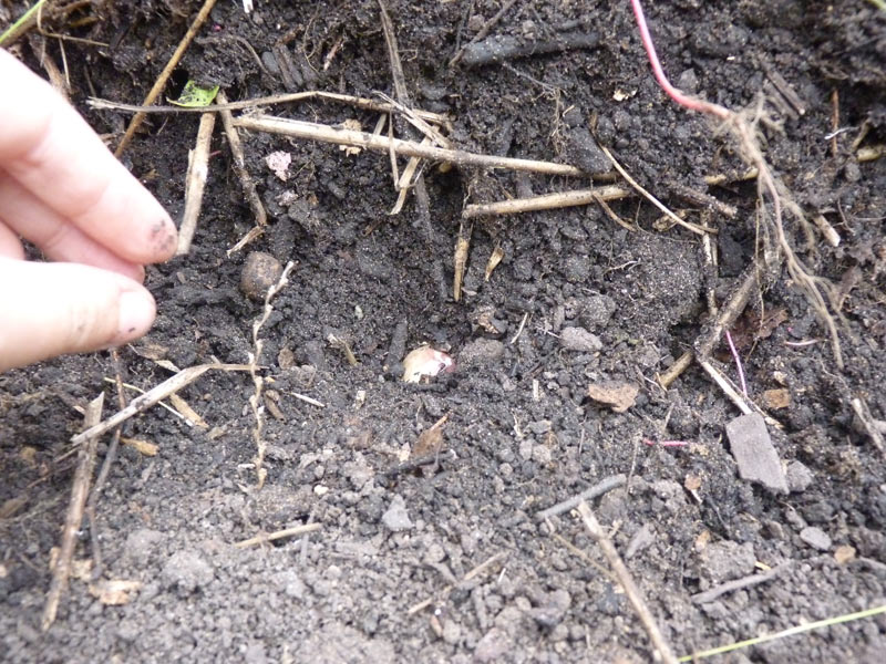 Planting the garlic