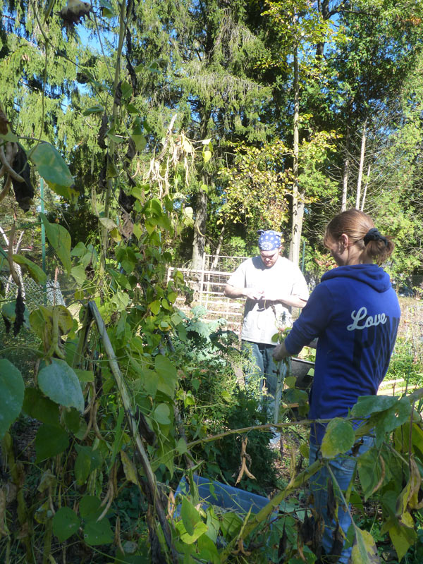 Harvesting Beans