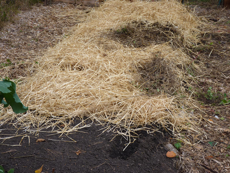 Garlic mulched!