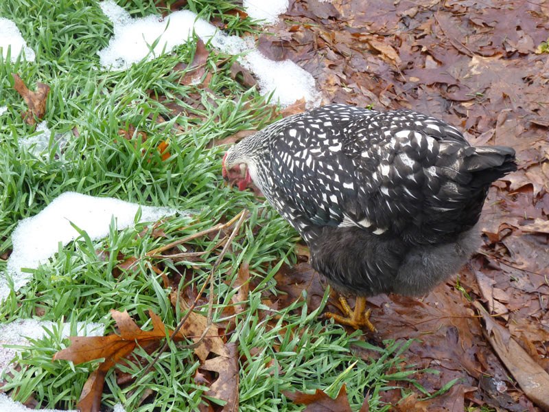 Lima eats winter rye with snow on the ground last winter!