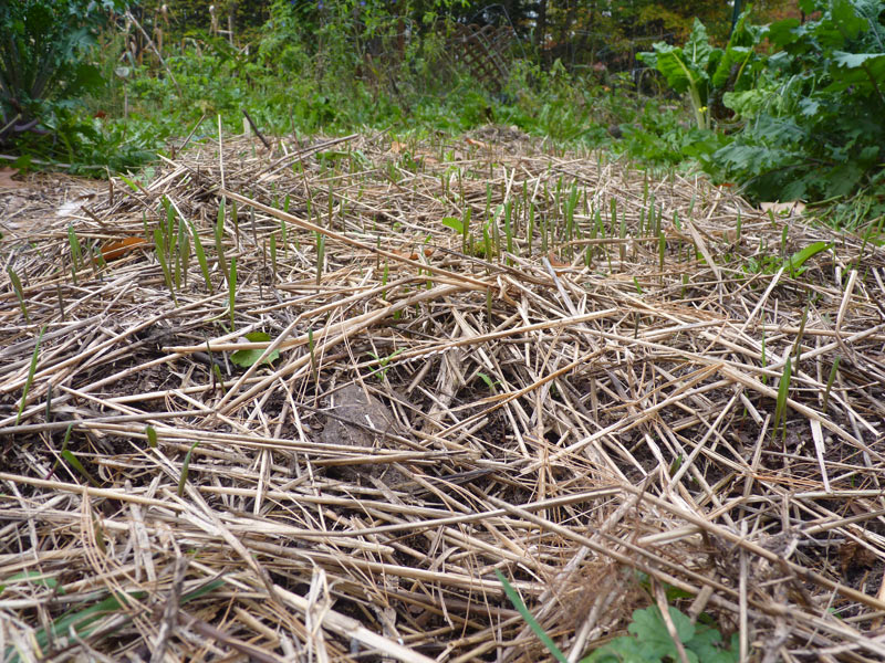 Winter rye, two weeks old!