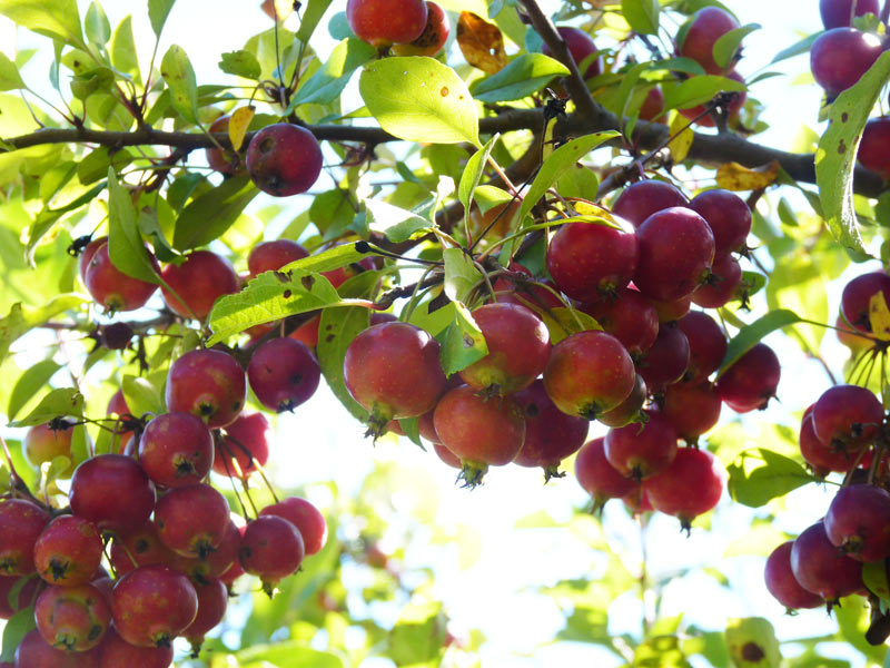 Abundant crab apples (the first year after we wassailed!)