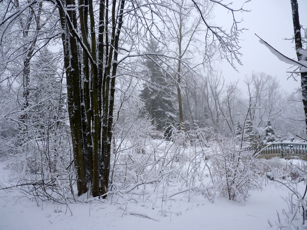 Snowy maple guardian