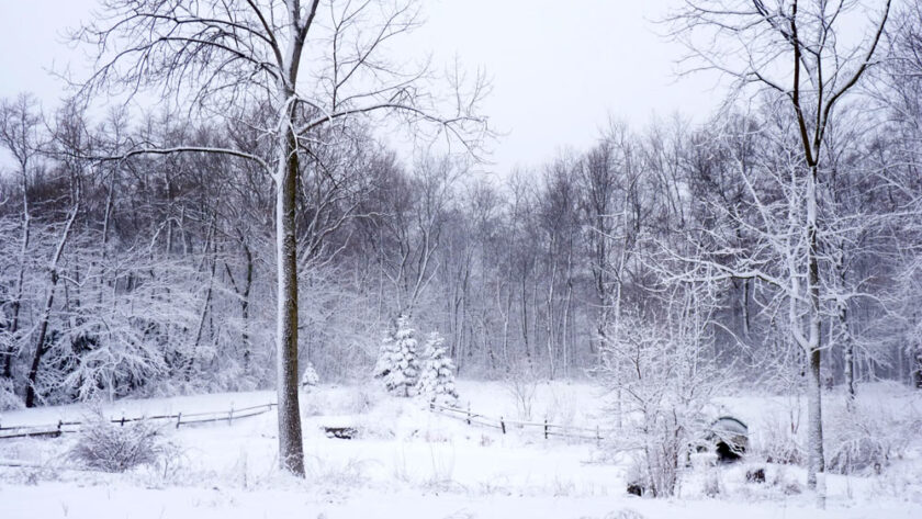 Snowy scene of pond