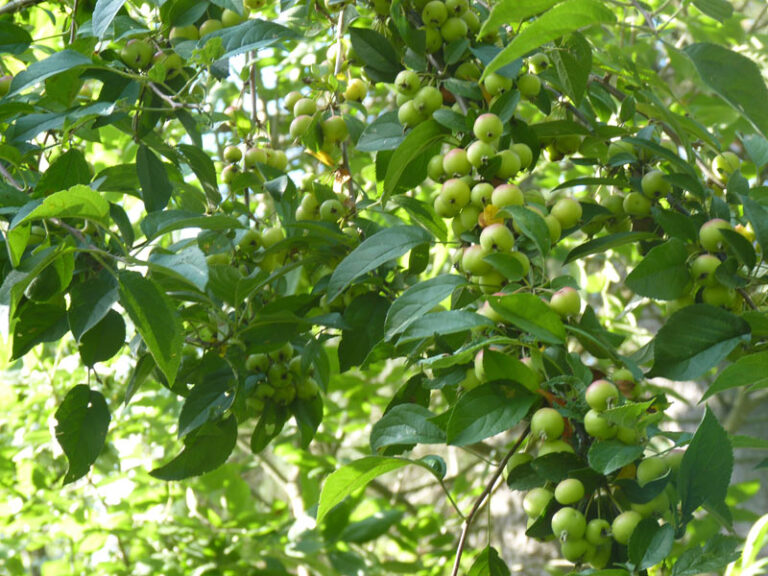 Ode to the Apple: Harvest, Pressing, and Fermenting Apple Cider - The ...