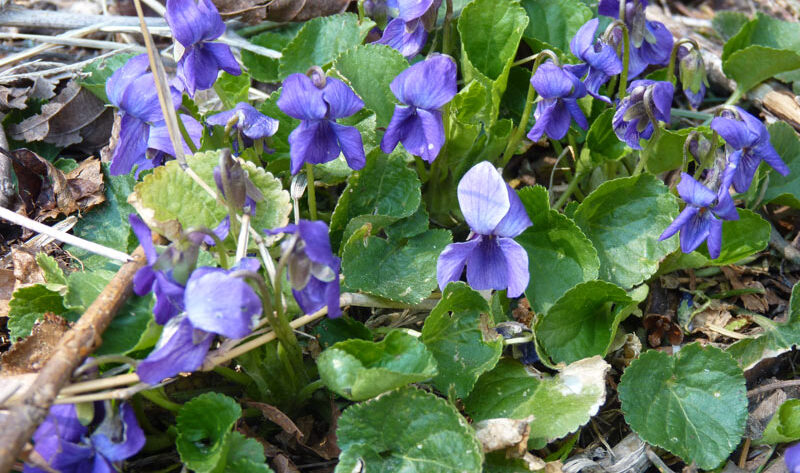 Violets! Yay and Yum!