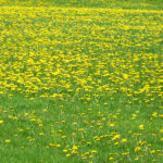 Fields of dandelion