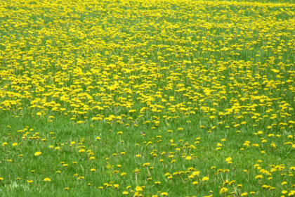 Fields of dandelion