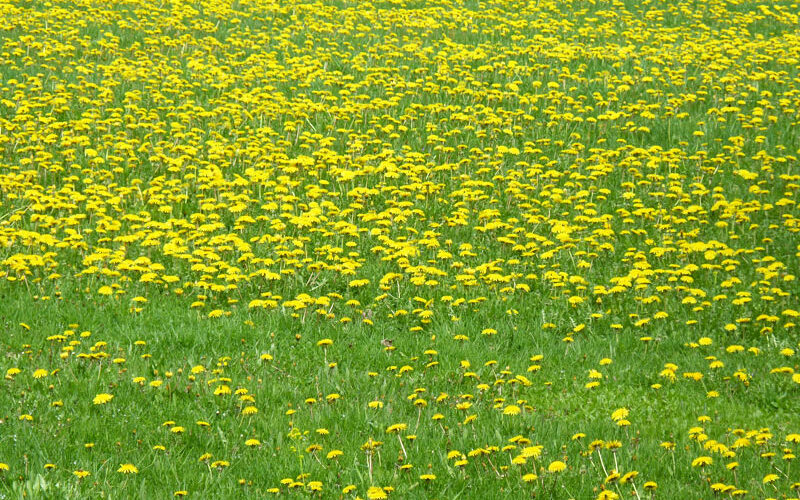 Fields of dandelion