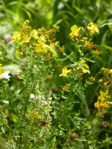 St Johns Wort