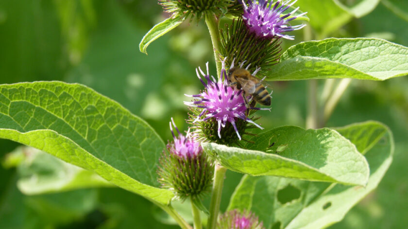 Burdock as a land regenerating plant and medicinal