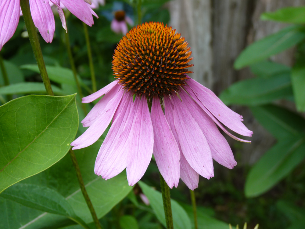 Coneflower